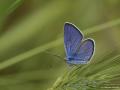 Polyommatus semiargus (Mazarinmavisi)